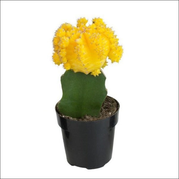 Yoidentity Grafted cactus, Moon Cactus Plant (Yellow)