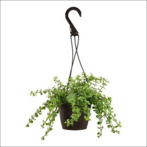 Yoidentity Jade Plant in Hanging Basket
