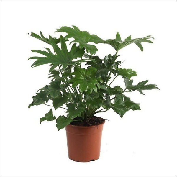 Yoidentity Philodendron Selloum Plant