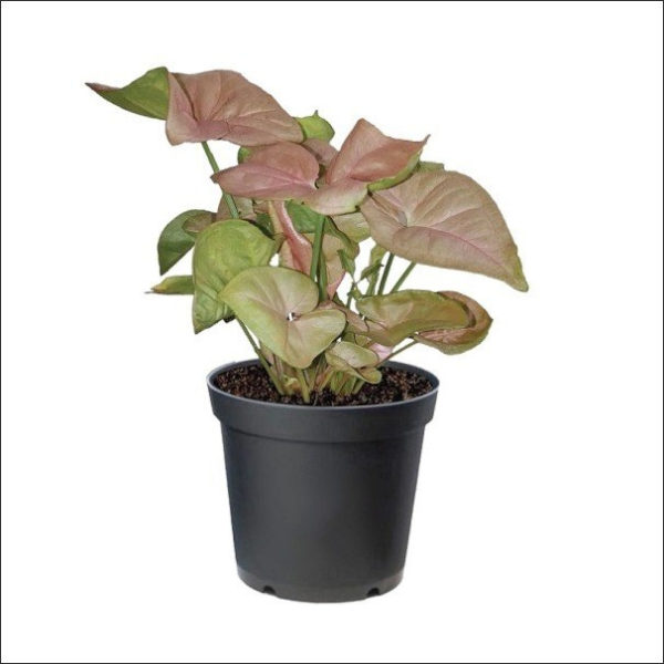 Yoidentity Syngonium Pink Plant