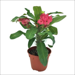 Yoidentity Euphorbia, Crown of Thorns Plant Pink