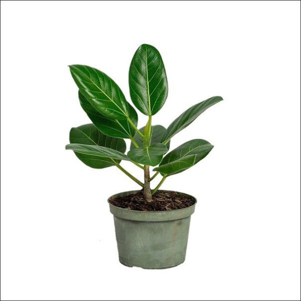 Yoidentity Ficus Benghalensis, Banyan Plant