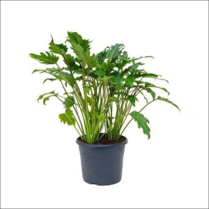 Yoidentity Philodendron lacerum Plant