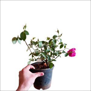 Yoidentity Pink Creeper Rose, Gulkand Rose Plant