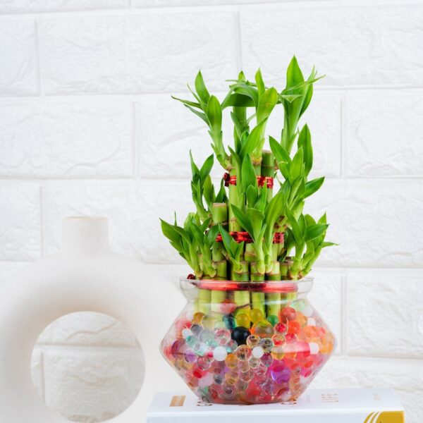 Yoidentity 3 Layer Lucky Bamboo Plant Gift