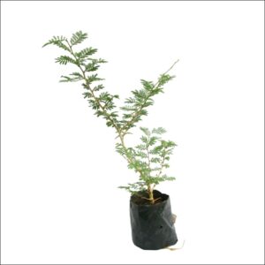Yoidentity Prosopis Cineraria - Shami Plant