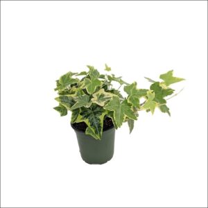 Yoidentity Variegated English Ivy Plant