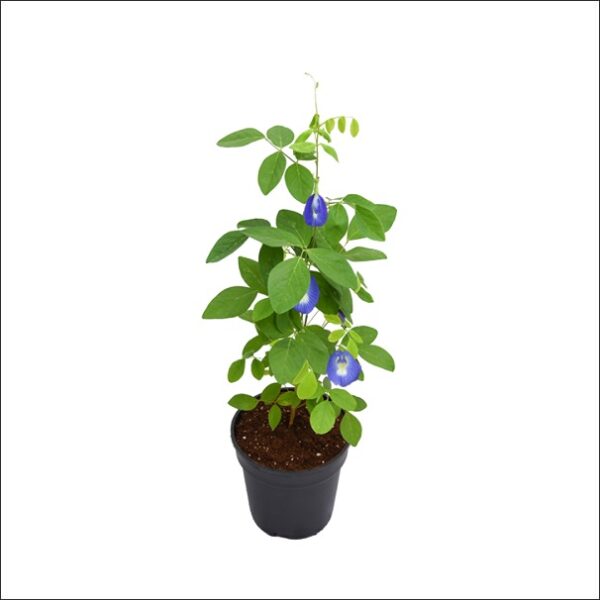 Yoidentity Clitoria Ternatea, Gokarna, Aparajita (Blue) Plant