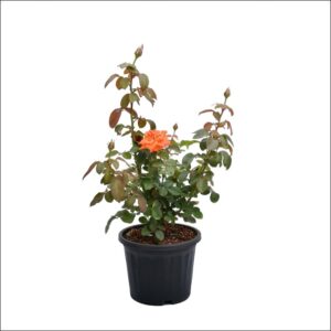 Yoidentity Rose Plant Orange