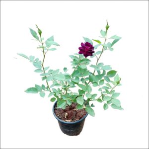 Yoidentity Rose Plant Purple