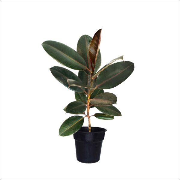 Yoidentity Rubber Plant Large