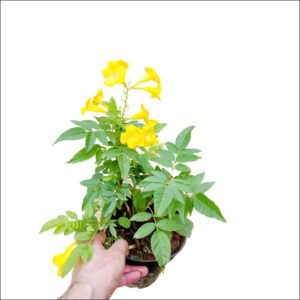 Yoidentity Tecoma, Goudichoudi Yellow Plant