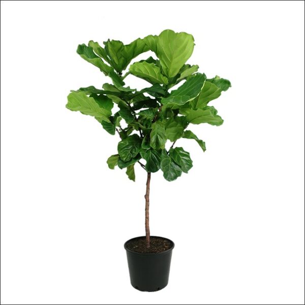 Yoidentity Ficus Lyrata, Fiddle Leaf Fig Plant Extra Large