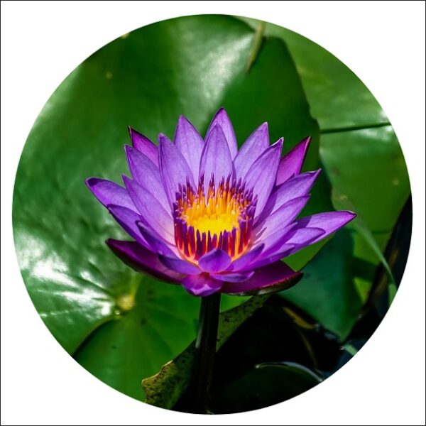 Yoidentity Lotus Plant Blue, Nymphaea Alba, Water Lily