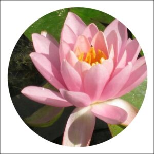 Yoidentity Lotus, Water Lily Plant