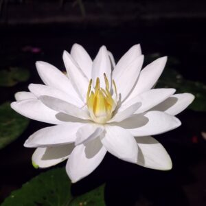 Yoidentity White Night Blooming Water Lily Plant