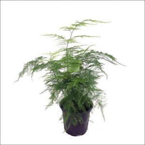 Yoidentity Asparagus Plumosus Plant