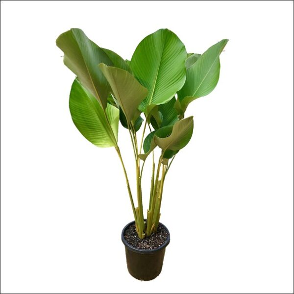Yoidentity Calathea Lutea Plant