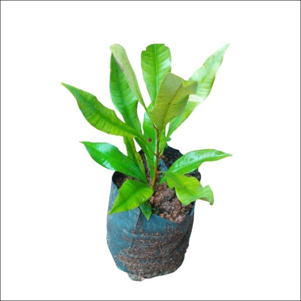 Yoidentity Clove Plant, Lawang, Laung Plant