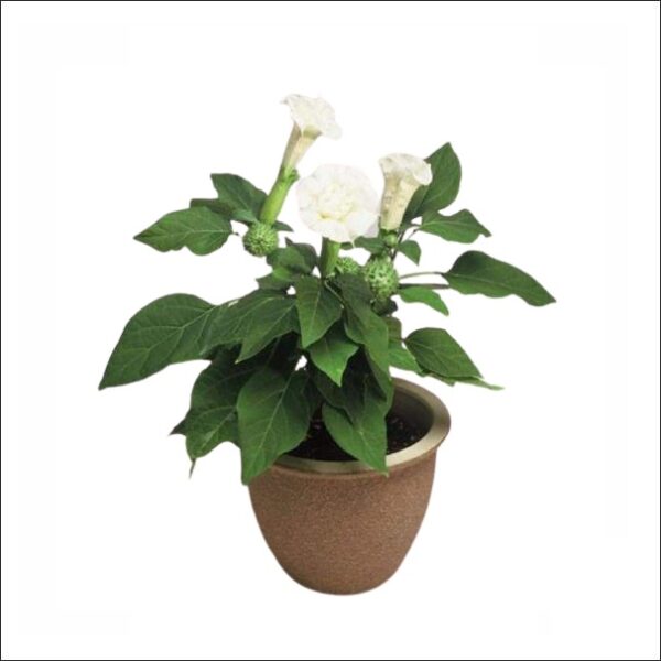 Yoidentity Datura, Dhatura White Plant