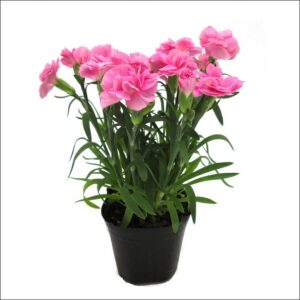 Yoidentity Dianthus Plant
