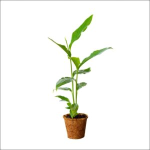 Yoidentity Elaichi Plant, Elettaria Cardamomum, True Cardamom, Welchi