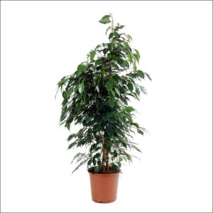 Yoidentity Ficus Benjamina Plant Large