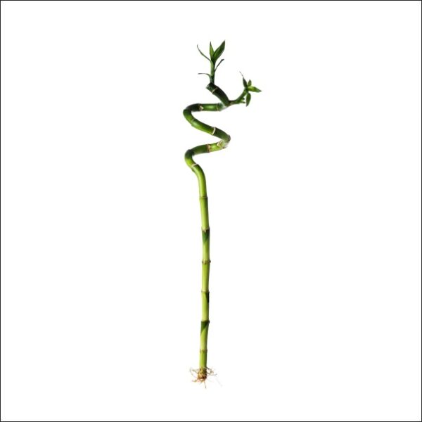 Yoidentity Lucky Bamboo Spiral Sticks, Dancing Bamboo 30 CM