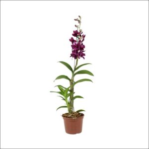 Yoidentity Orchid Plant, Dendrobium Orchid Plant