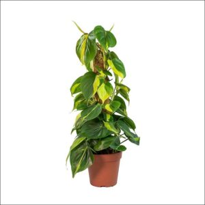 Yoidentity Philodendron Brasil Plant