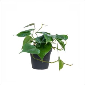 Yoidentity Philodendron Heart Leaf Green