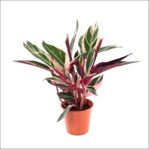 Yoidentity Stromanthe Sanguinea Triostar, Calathea Triostar Plant