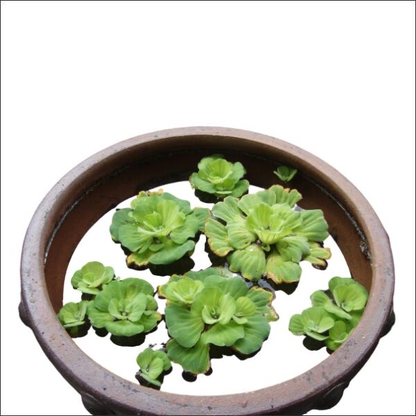 Yoidentity Water Cabbage, Water Lettuce Plant
