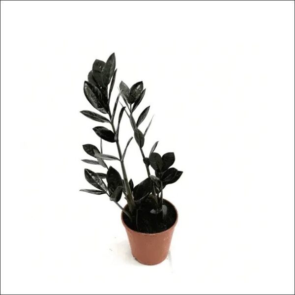 Yoidentity Zamioculcas Zamiifolia, ZZ Plant Black