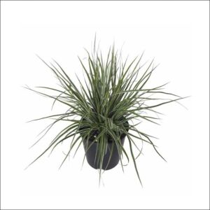 Yoidentity Carex Morrowii Variegata Plant
