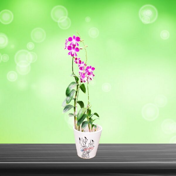 Yoidentity Orchid Flower Plant with Ceramic Pot Gift