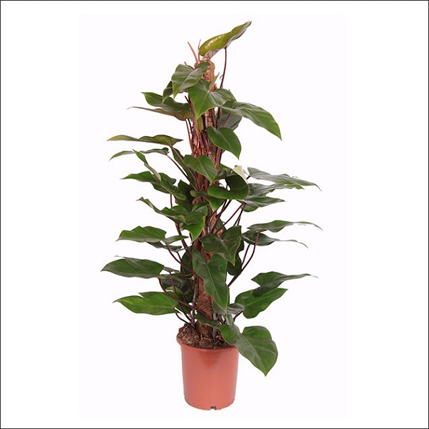 Yoidentity Philodendron Red Emerald