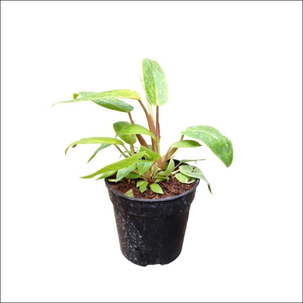 Yoidentity Philodendron Variegated Plant