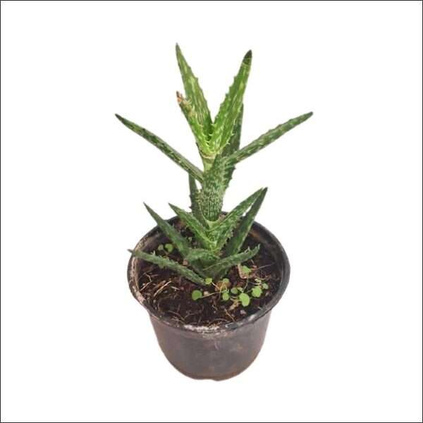 Yoidentity Aloe Juvenna Succulent Plant