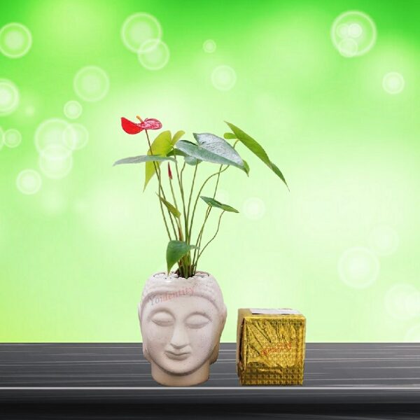 Yoidentity Anthurium Plant in a Buddha Face Ceramic Planter Gift