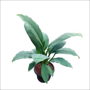 Yoidentity Peace Lily Plant Large