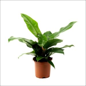 Yoidentity Philodendron Congo, Philodendron Tatei Plant