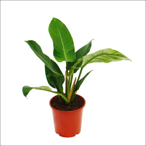 Yoidentity Philodendron Imperial Green