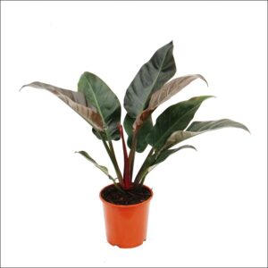 Yoidentity Philodendron Imperial Red