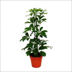 Yoidentity Schefflera Plant Large Green