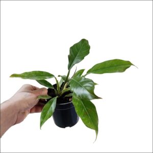 Yoidentity Philodendron Green Saw Plant