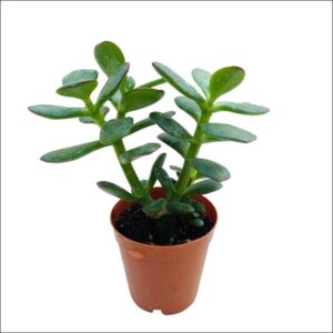 Yoidentity Crassula ovata, Jade Plant (Big leaf) Succulent Plant