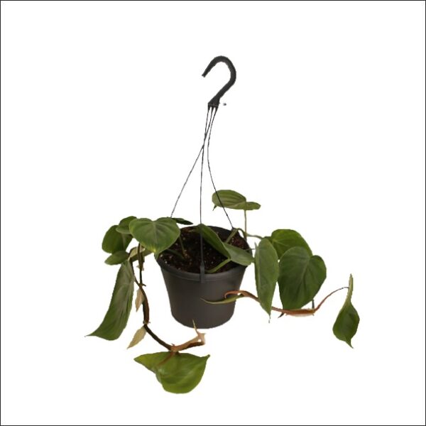 Yoidentity HeartLeaf Philodendron Green