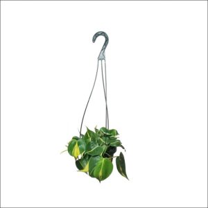 Yoidentity Philodendron Brasil in Hanging Pot