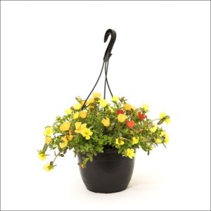 Yoidentity Portulaca, Table Rose Flower in Hanging Pot